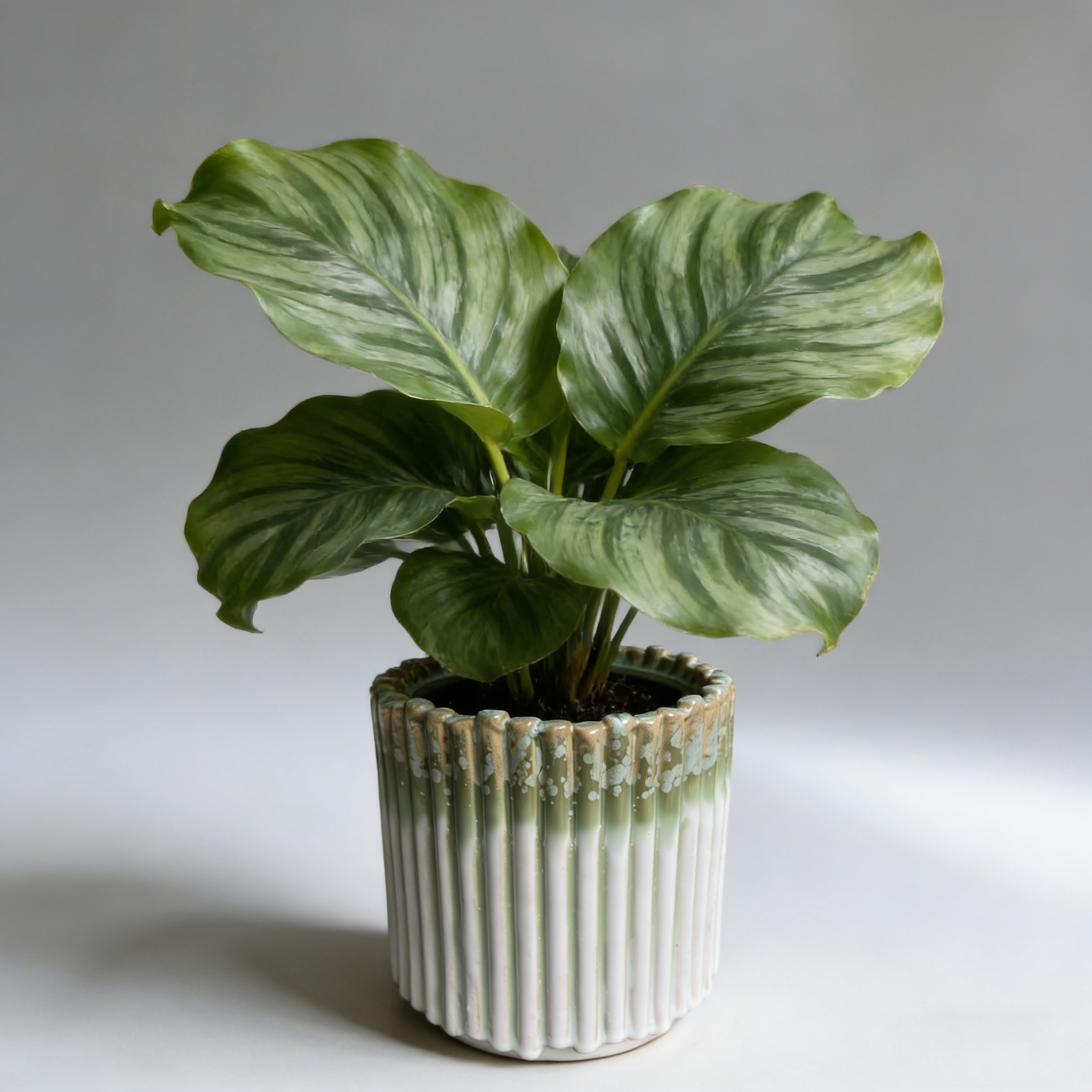 Vertical Stripe Gradient Glaze Ceramic Pot - Vintage Ruffled Edge Succulent Planter for Desktop Greenery Decoration